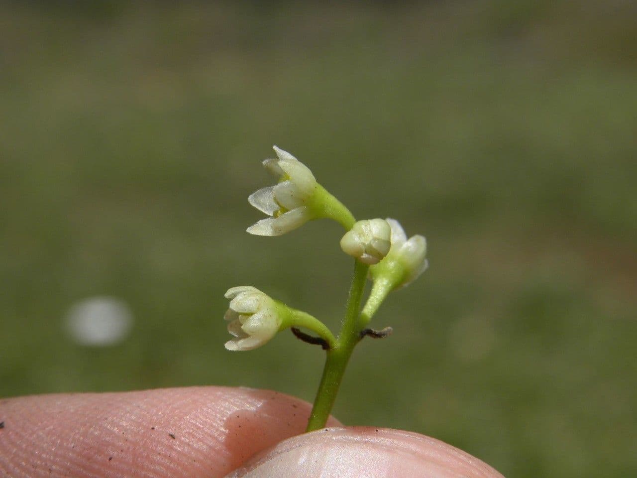 Ocotea 4