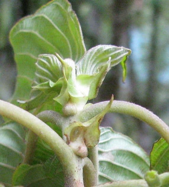 Guettarda 5