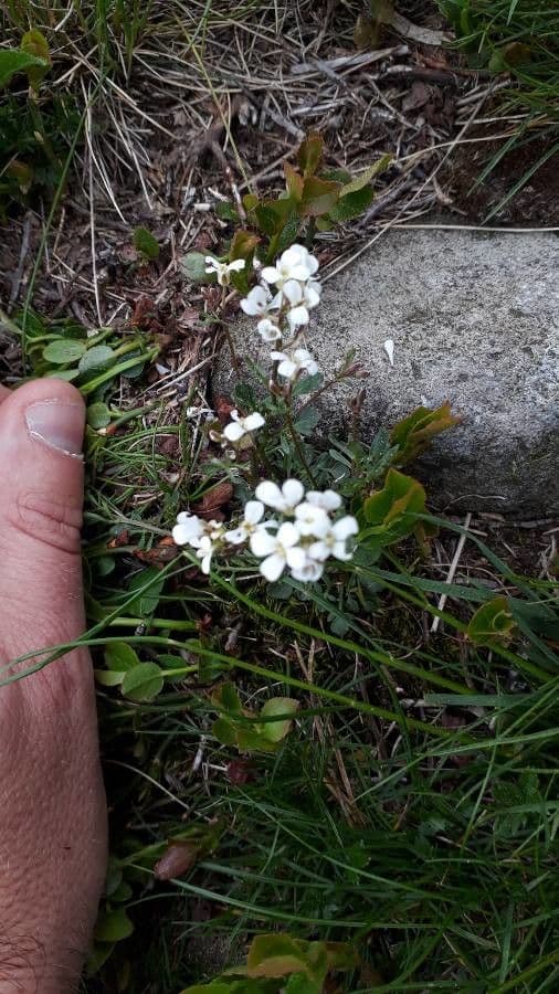 Cardamine bellidifolia