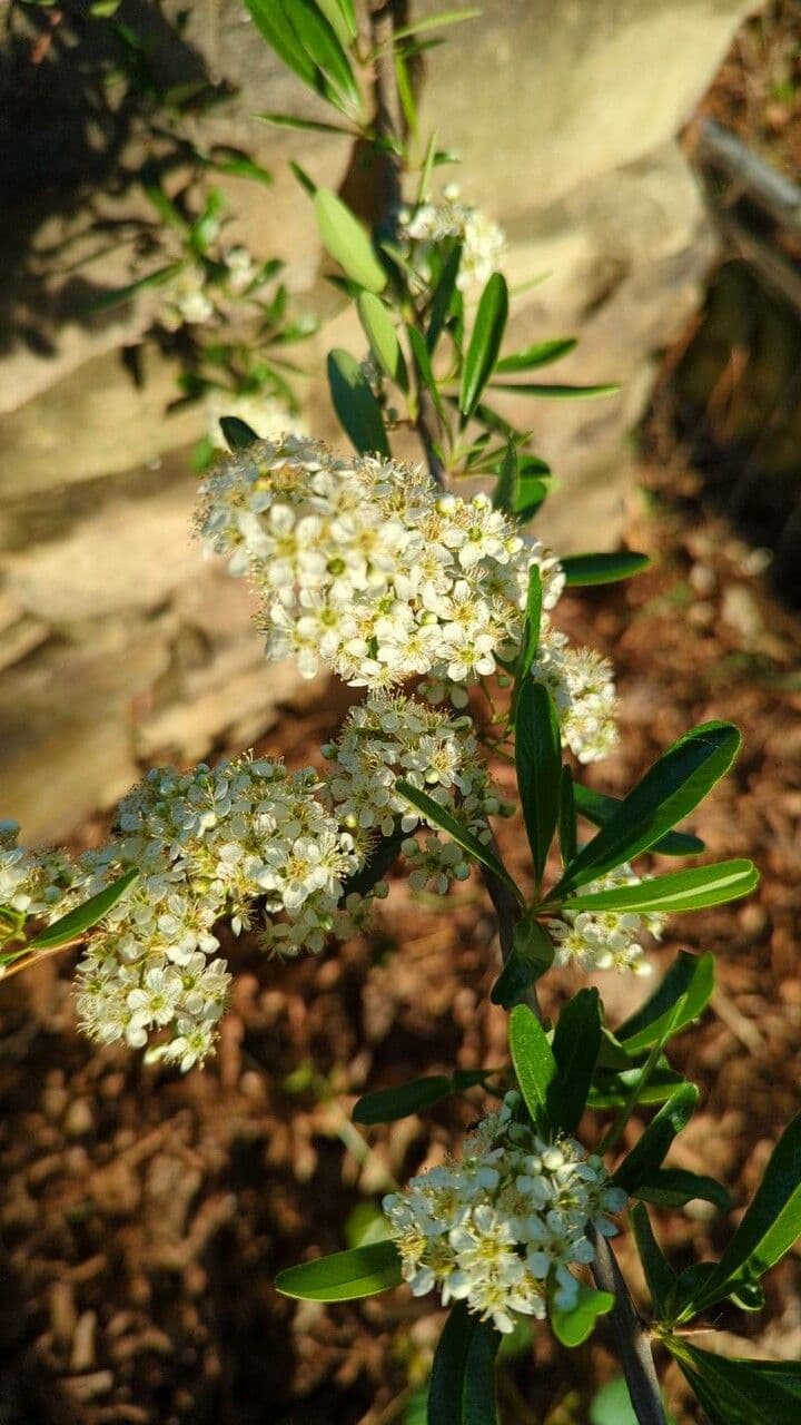 Pyracantha de Koidzumi 7