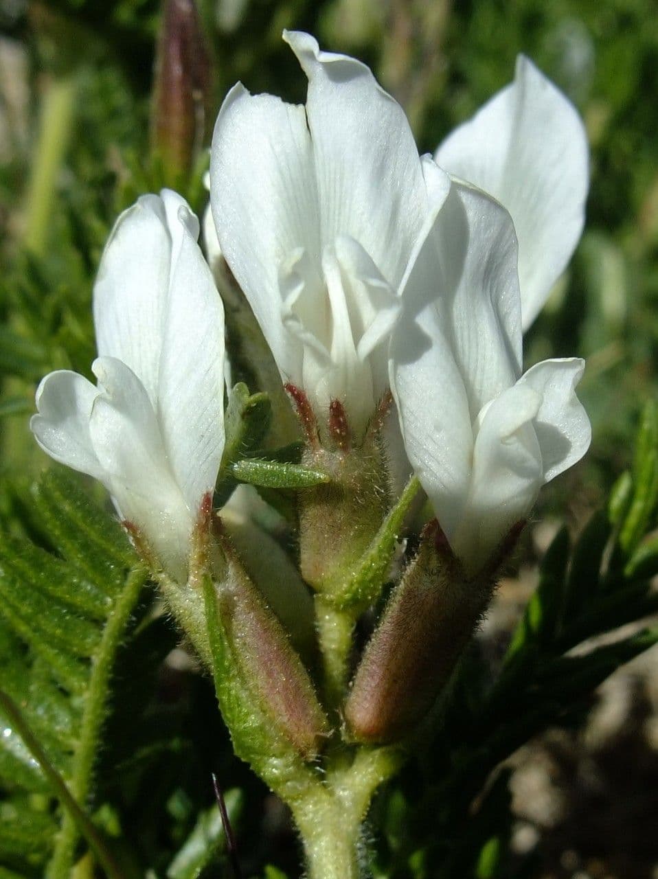 Oxytropis fetida 9