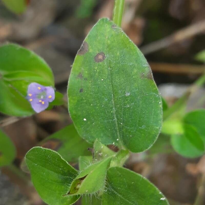 Cyanotis axillaris 7