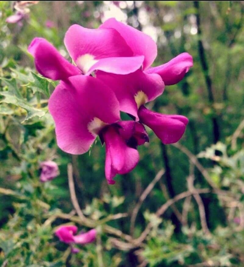 Mirbelia