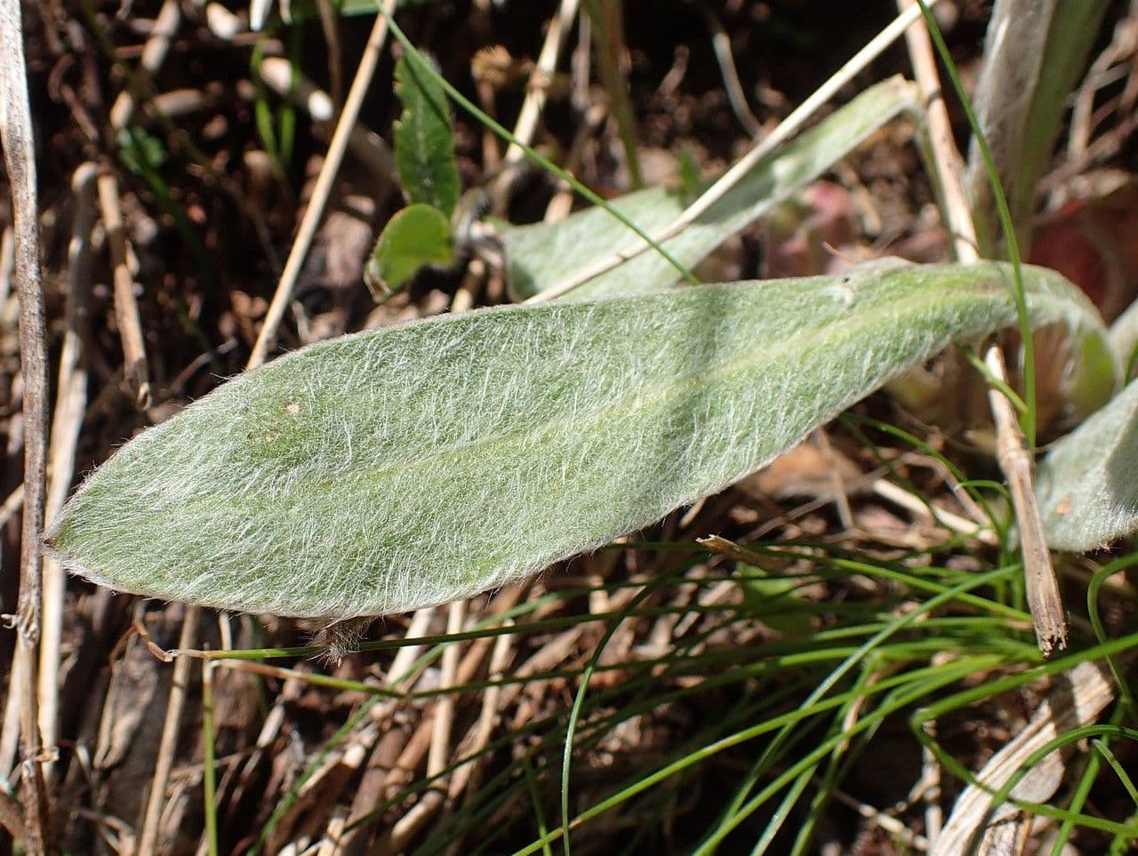Silene 12