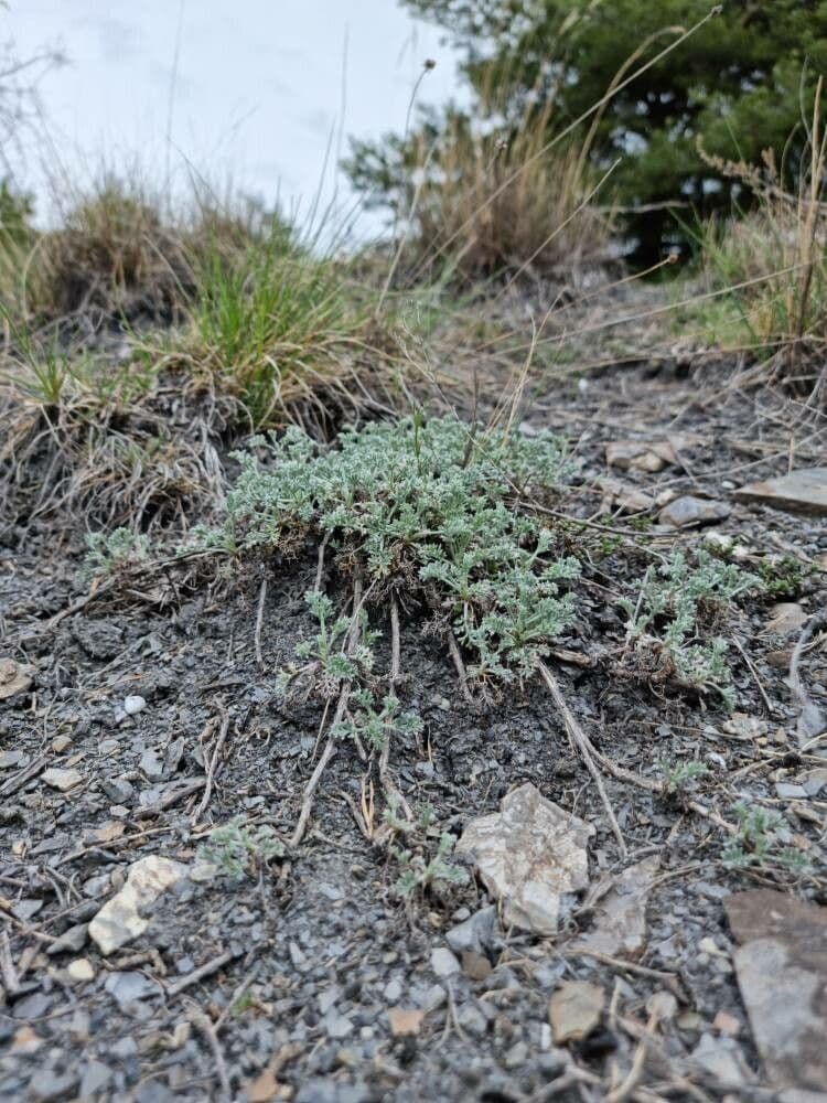 Field sagewort 14