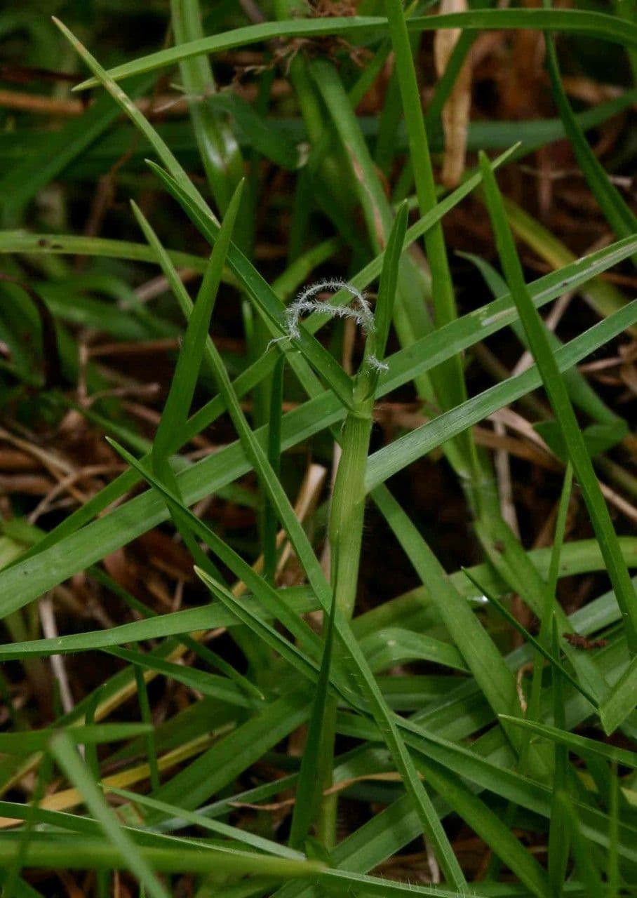 Kikuyu-Gras 6