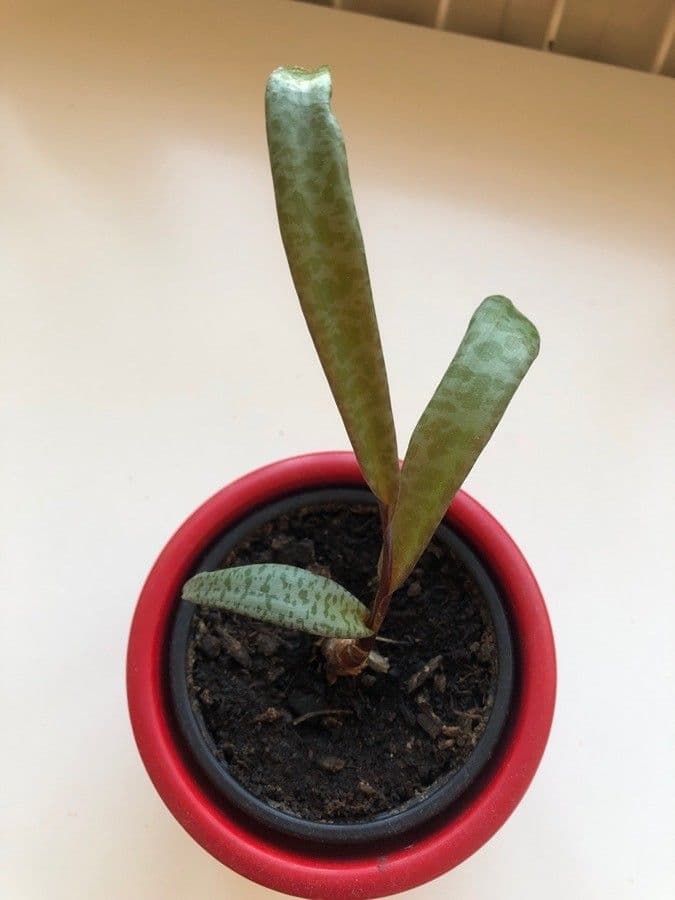 Escila 3