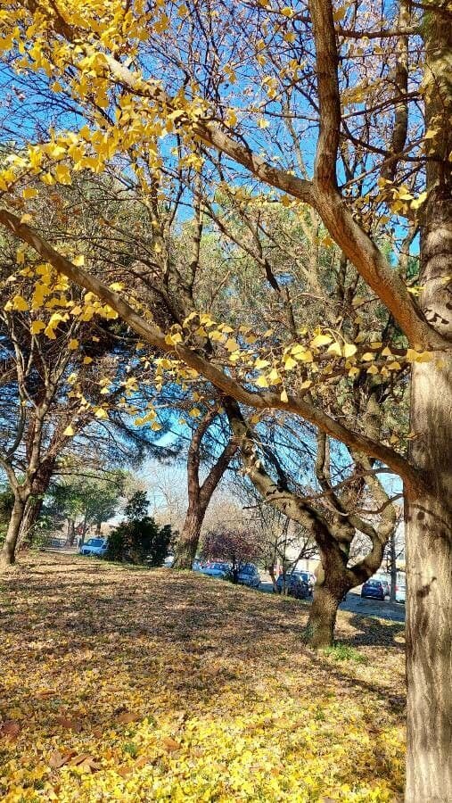 Ginkgo 14