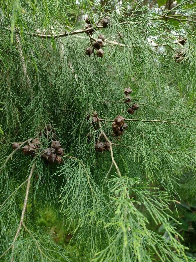 Callitris rhomboidea 5