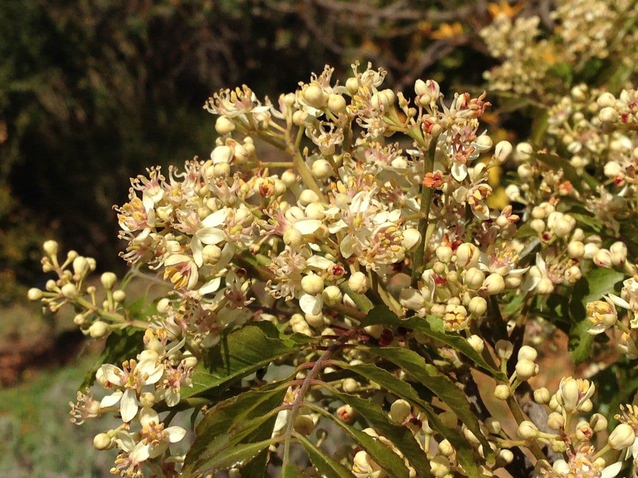 Clausena anisata 7