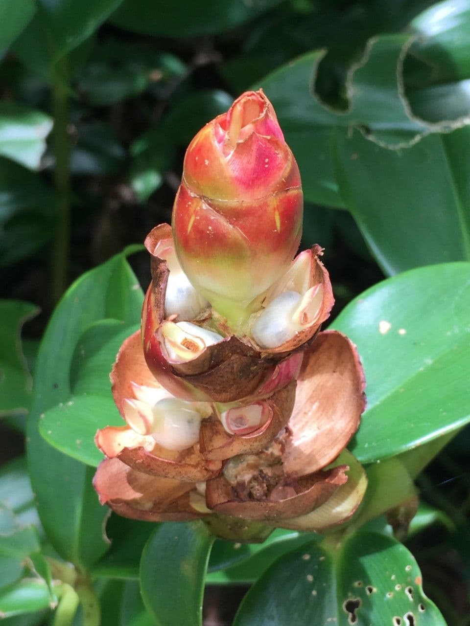 Costus