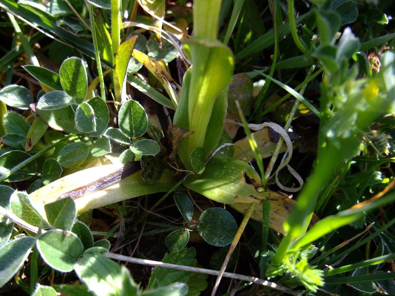 Orchis papillon 15