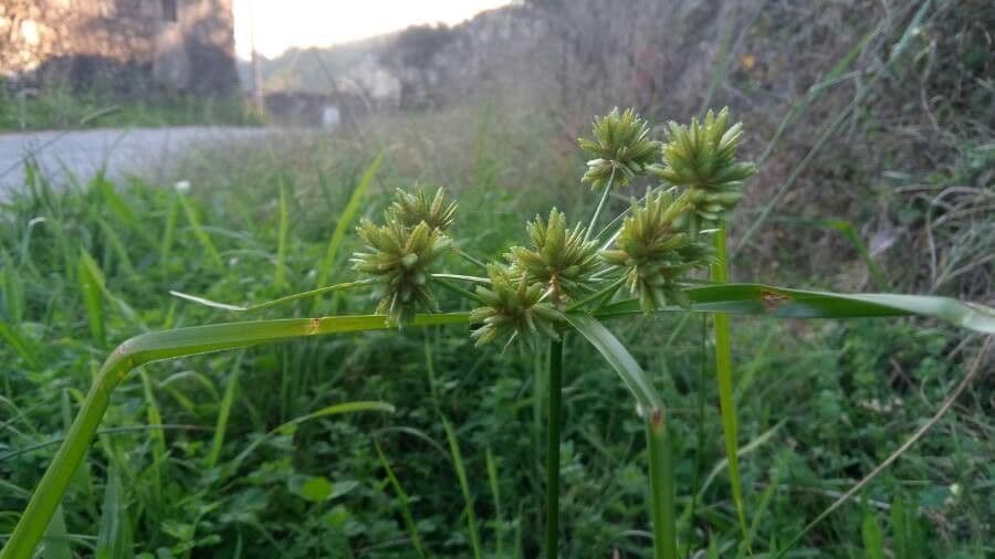 Zigolo del Panico 20