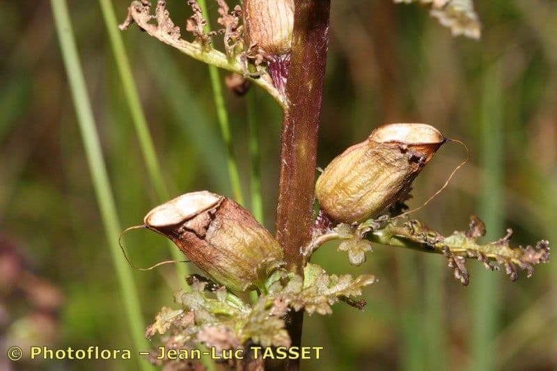Pedicolare palude 4