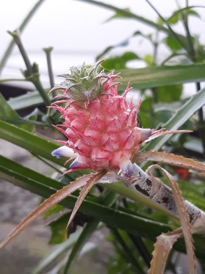 Ananas 10