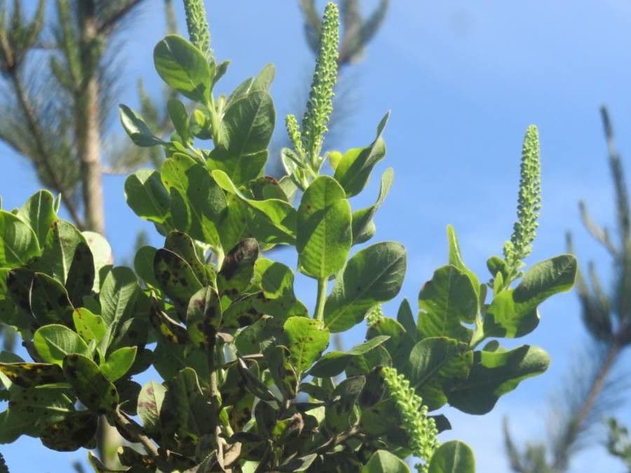 Escallonia 9