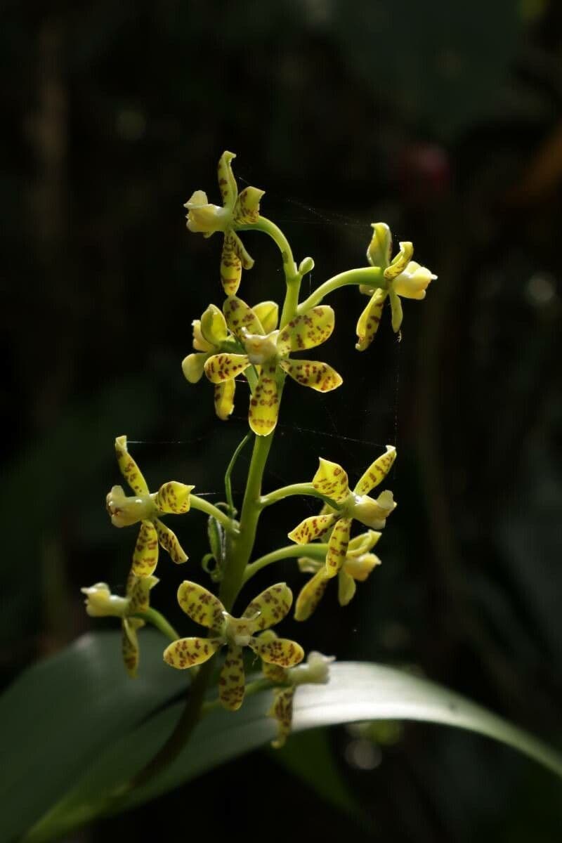 Prosthechea vespa