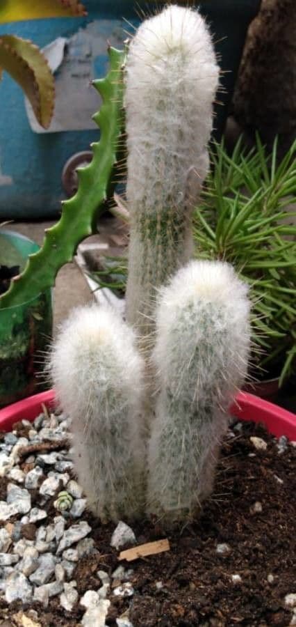 Espostoa lanata 23