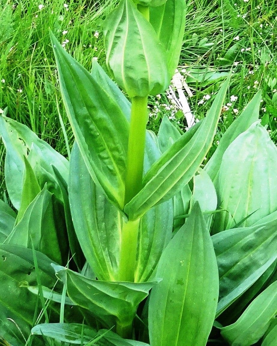Genziana maggiore 18