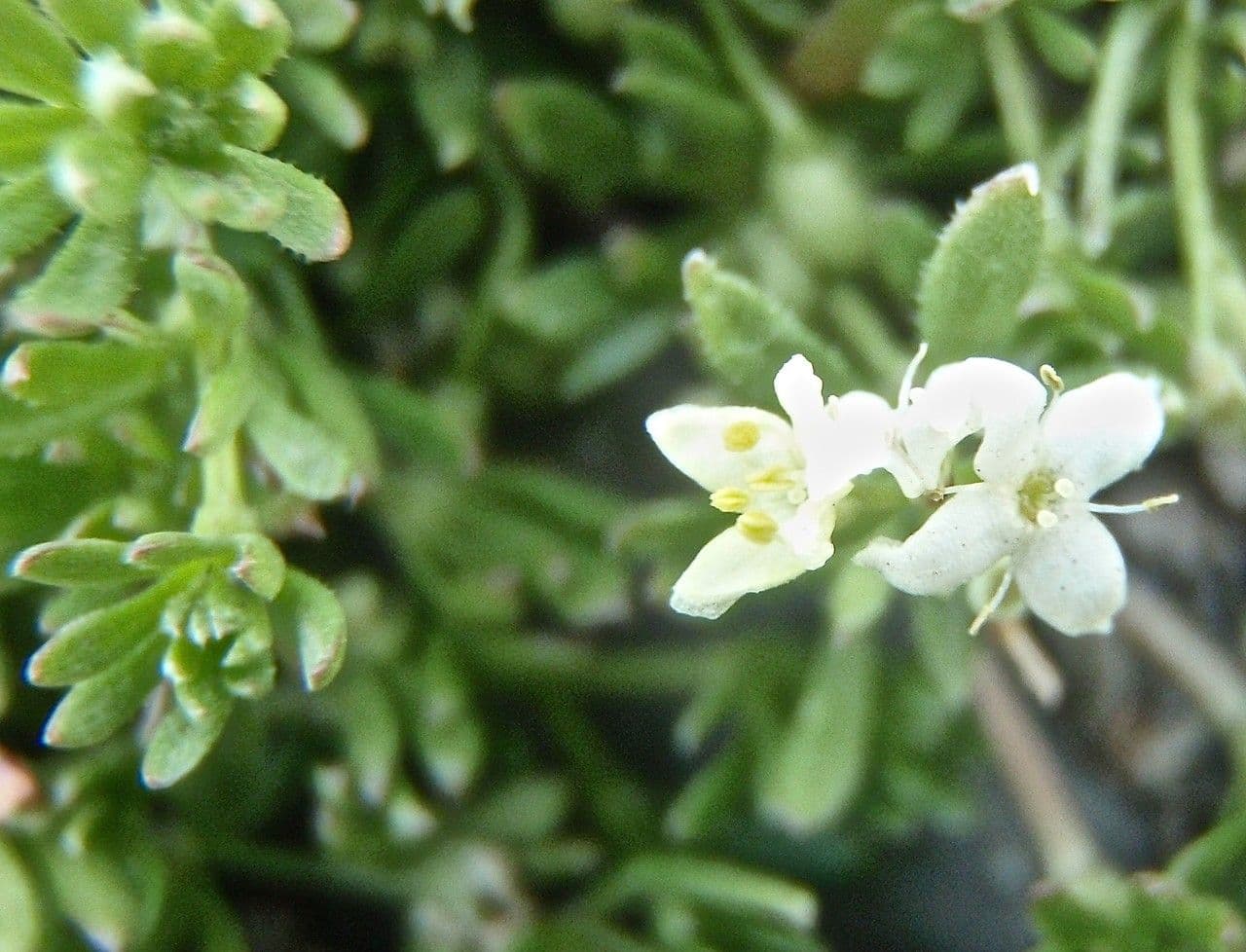 Großsamiges Galium