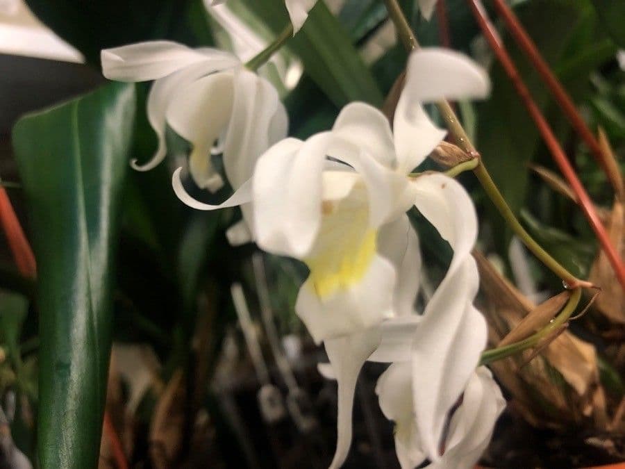 Coelogyne 2