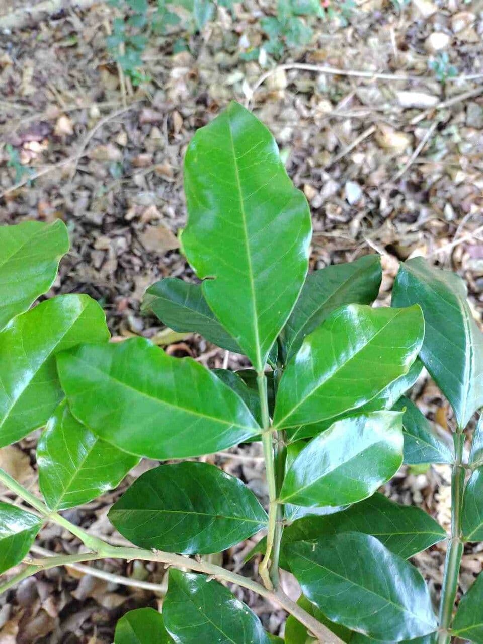 Swartzia 9