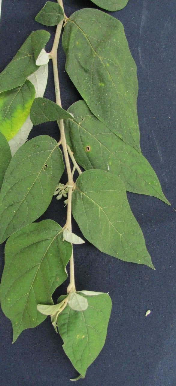 Solanum lepidotum
