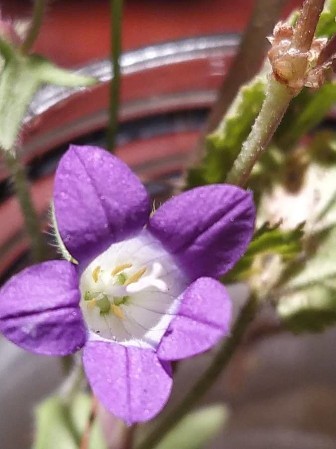 Campanula 2