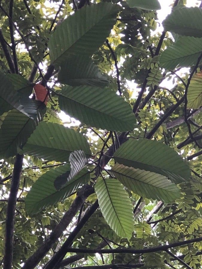 Dipterocarpus 9
