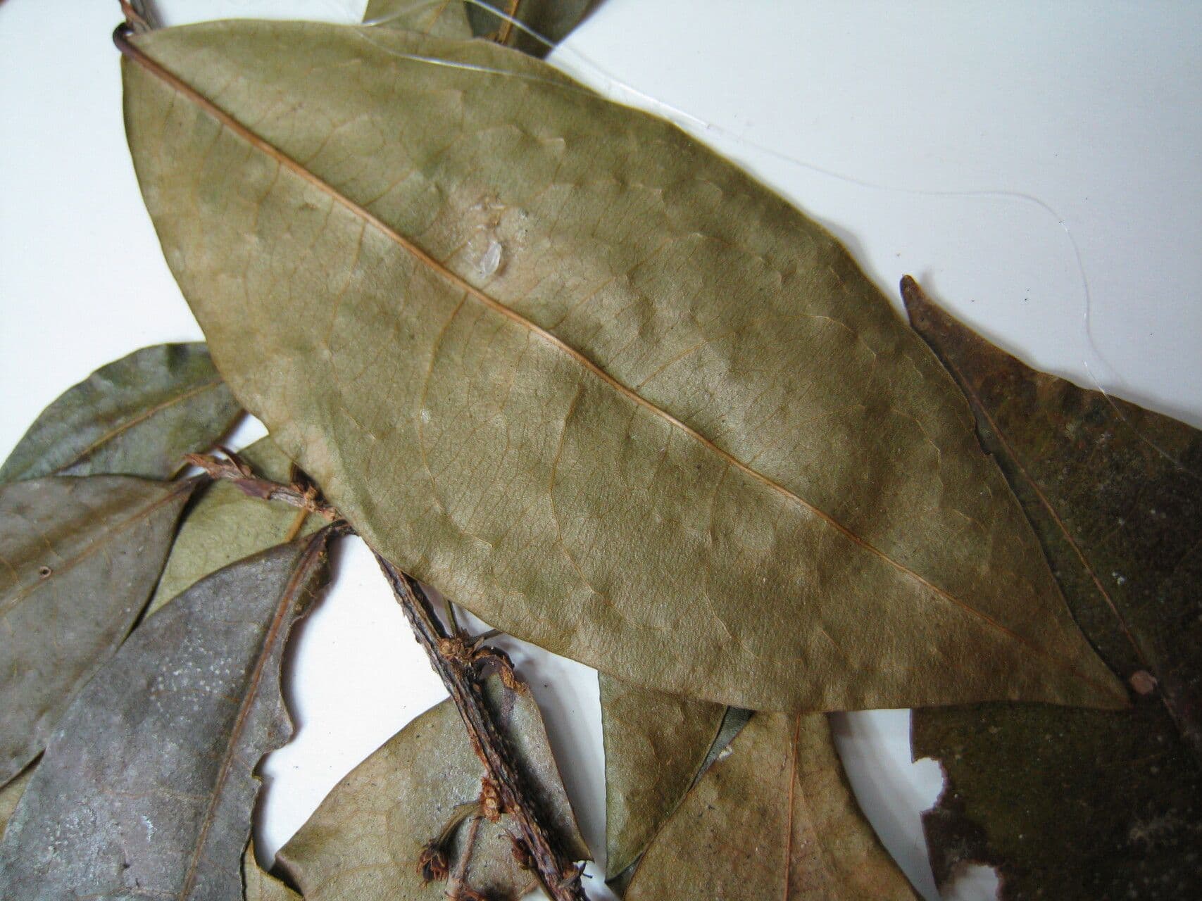 Erythroxylum 16