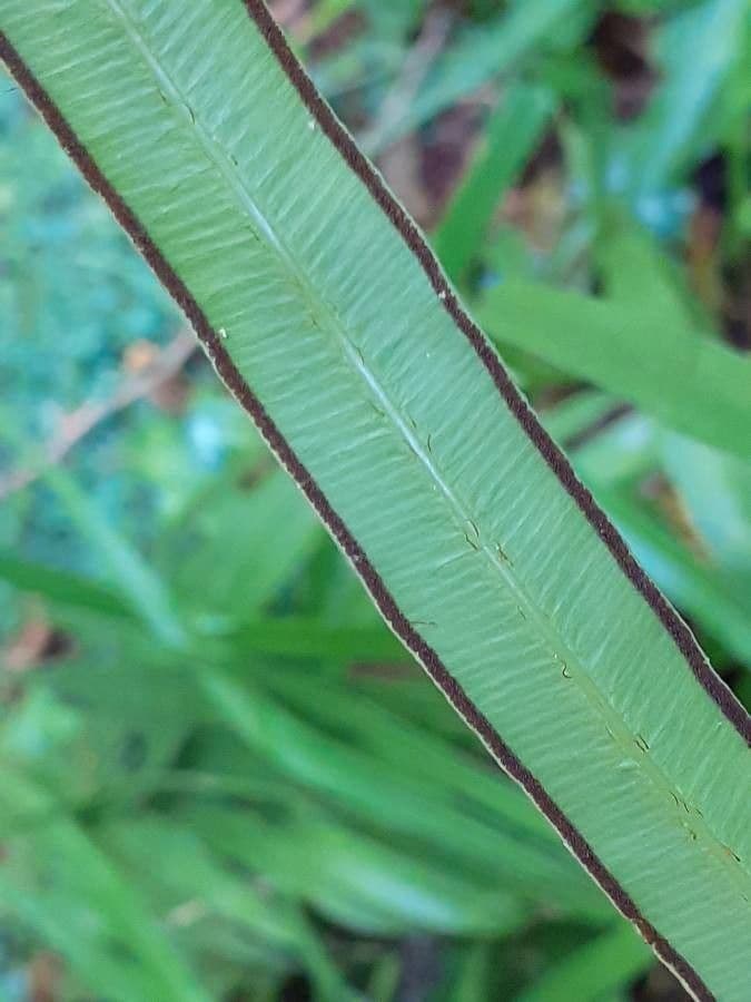 Pteris di Creta 2