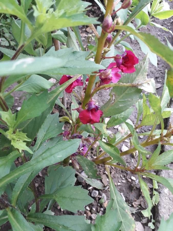 Balsamina 7