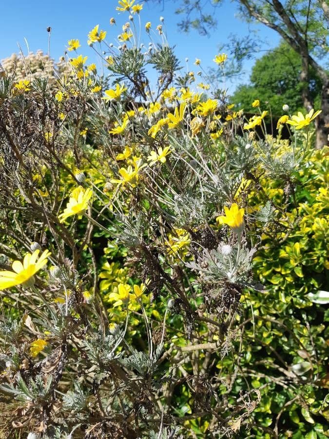 Euryops 27