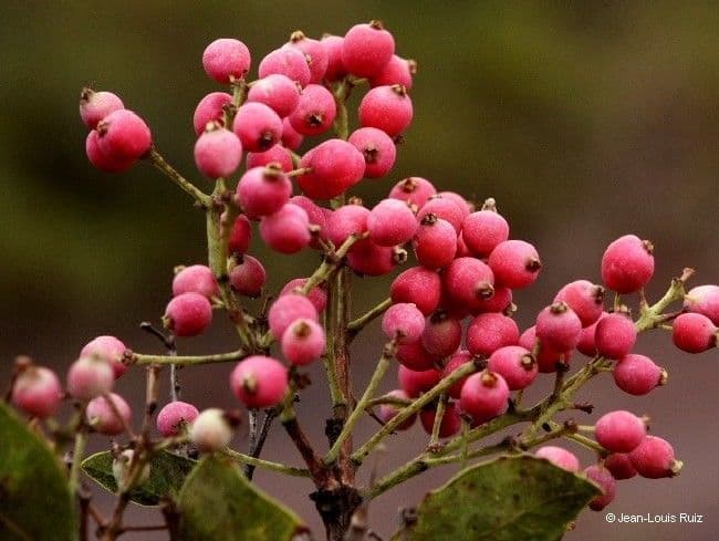 Syzygium 4