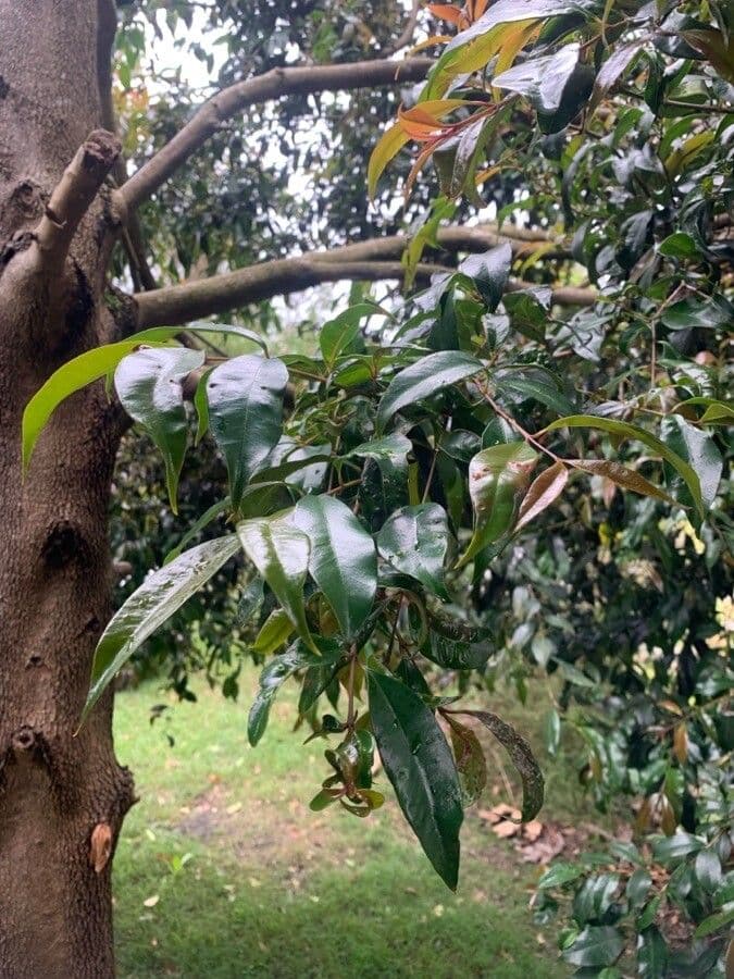 Glänzende Myrcia 15