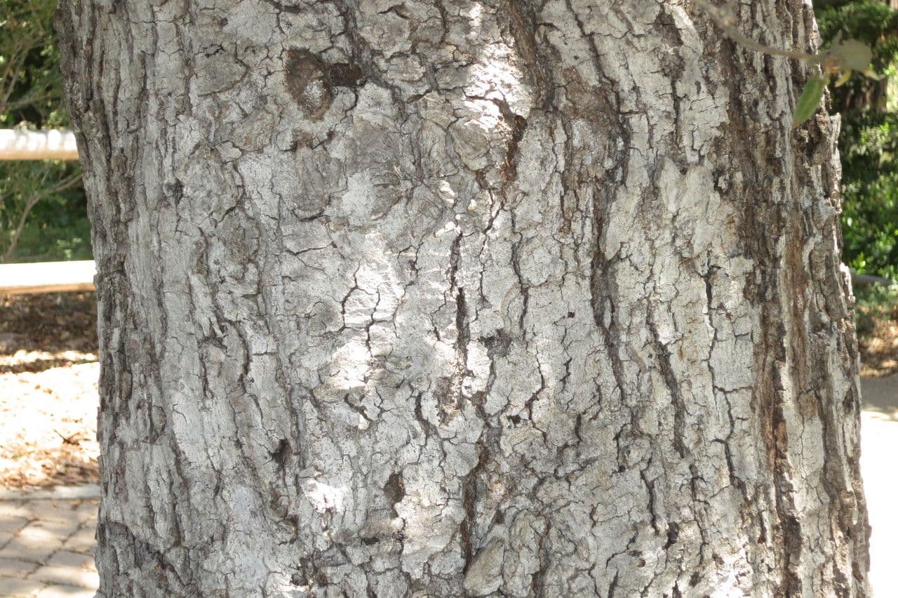 Dąb 13