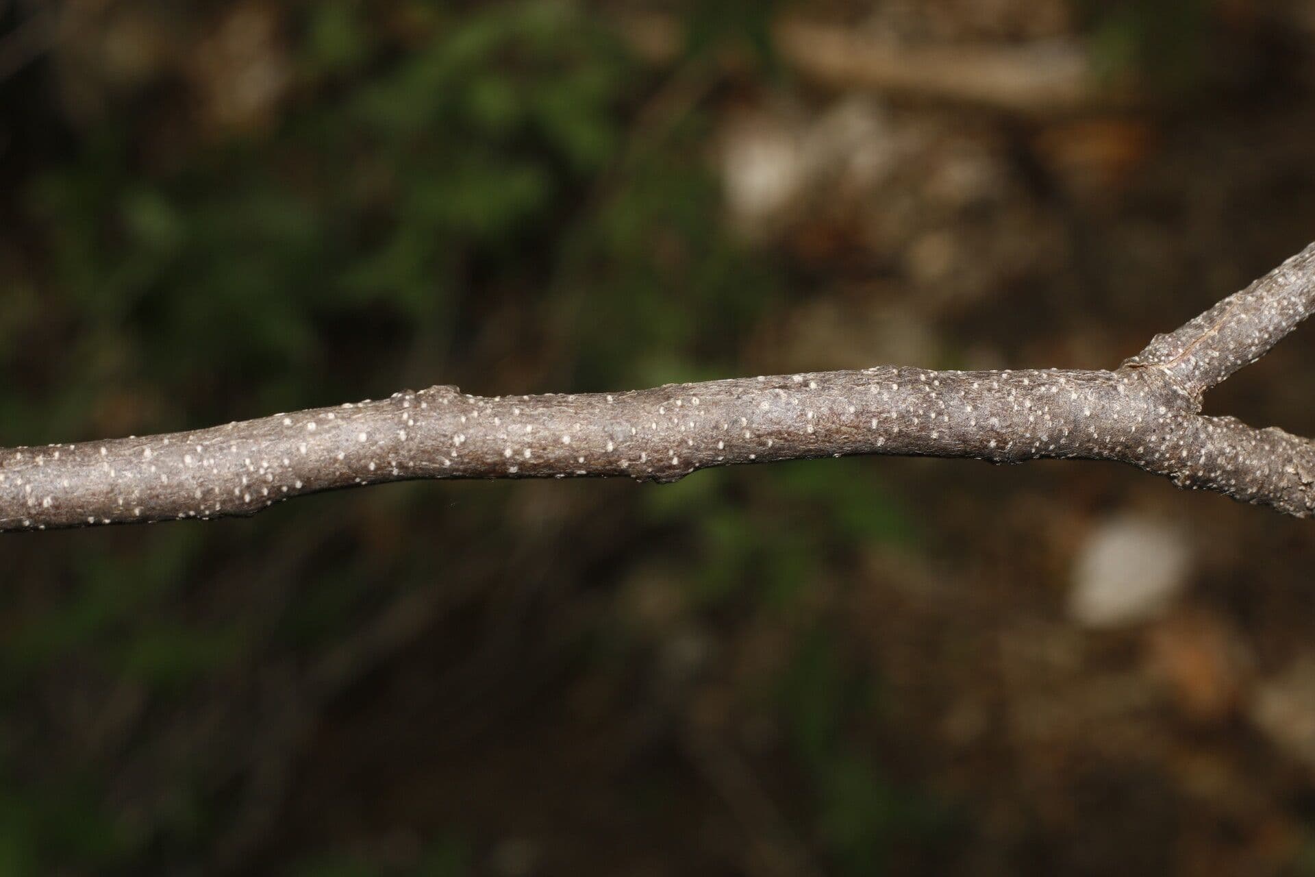 Casearia tremula 17