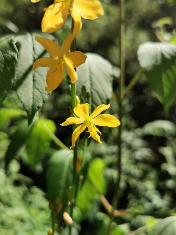 Echeandia