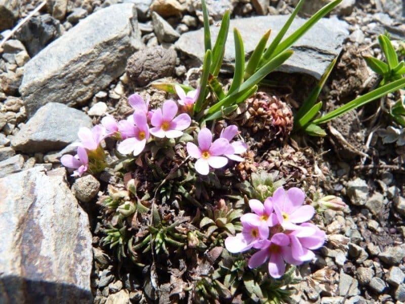 Androsace di Haller 10