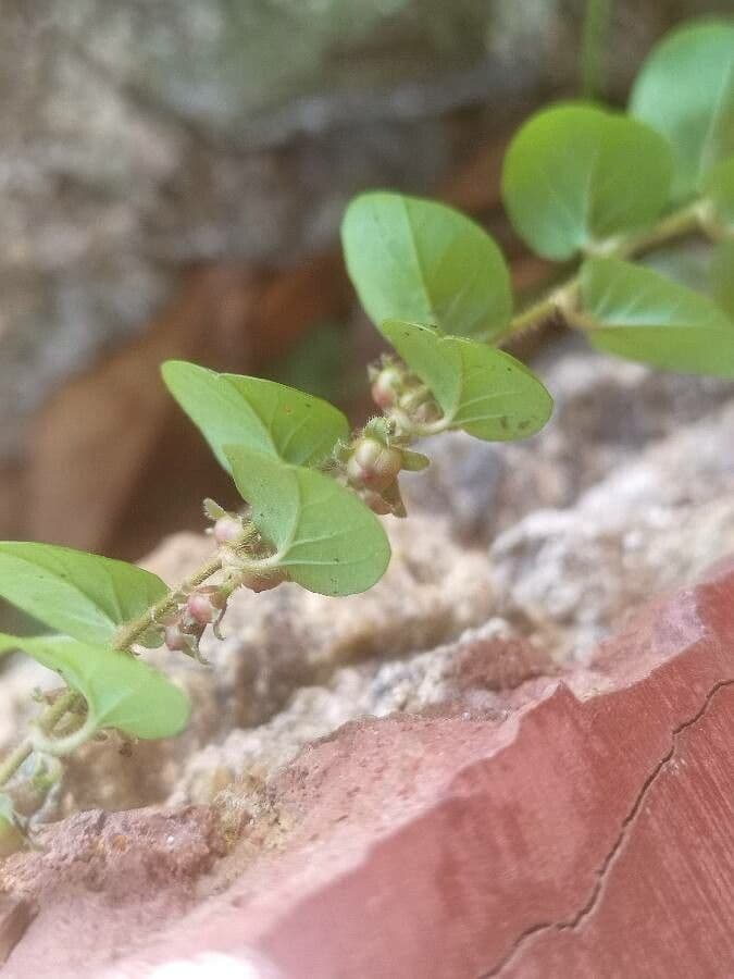 Evolvulus