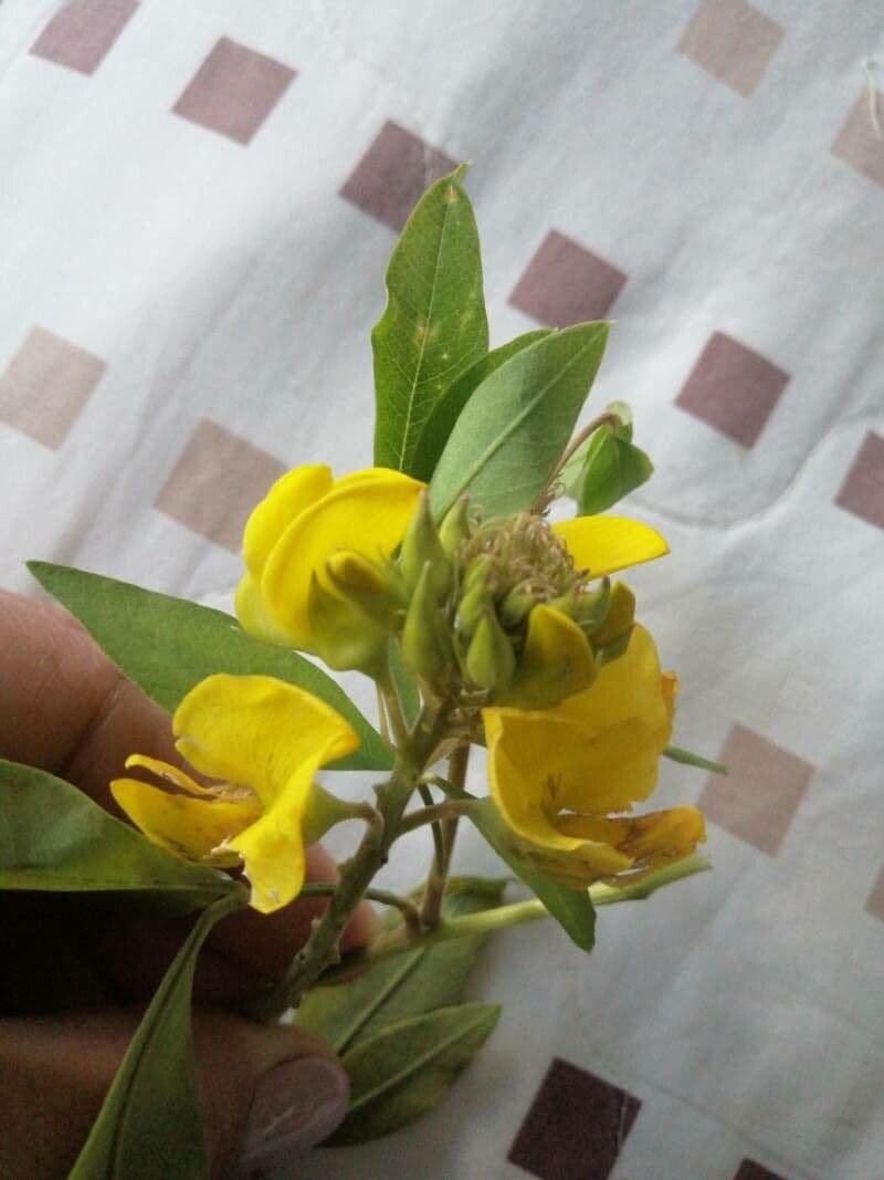 Crotalaria 6