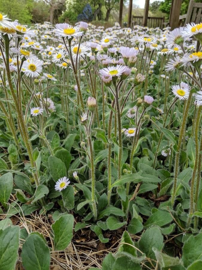 Erigeron 11
