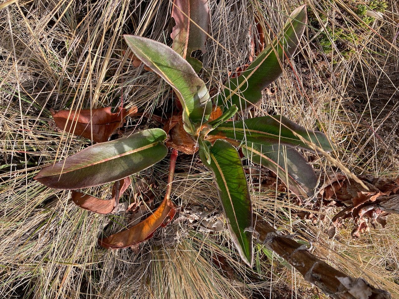 Rumex 10