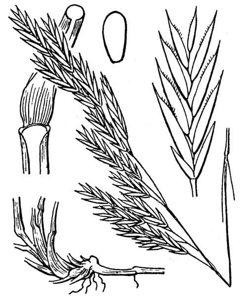 Festuca rossa 26