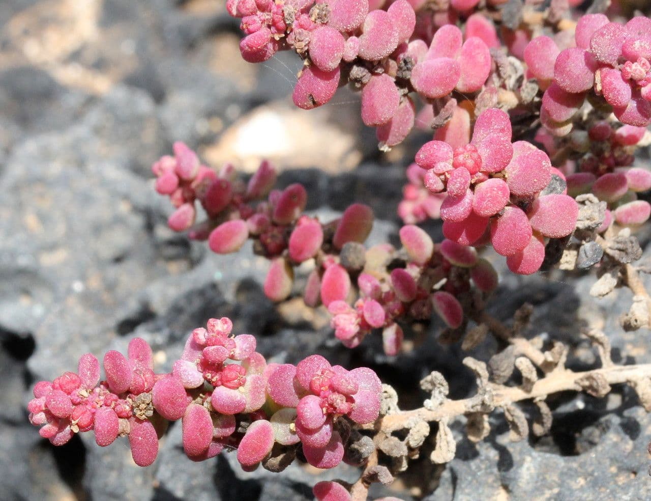 Suaeda vermiculata 5