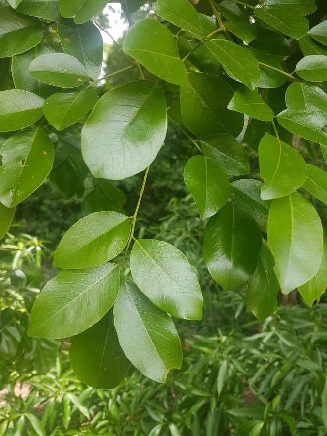 Pterocarpus 8