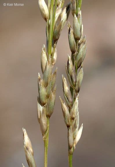 Melica imperfetta