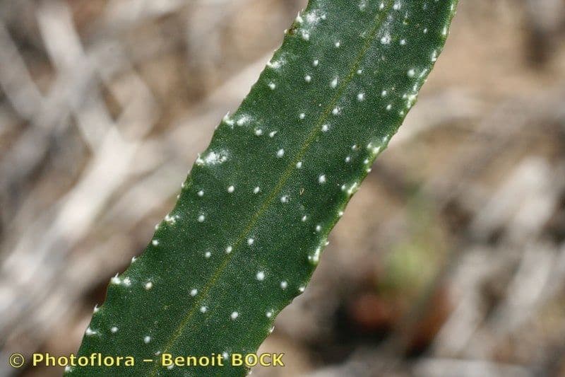 Anchusa