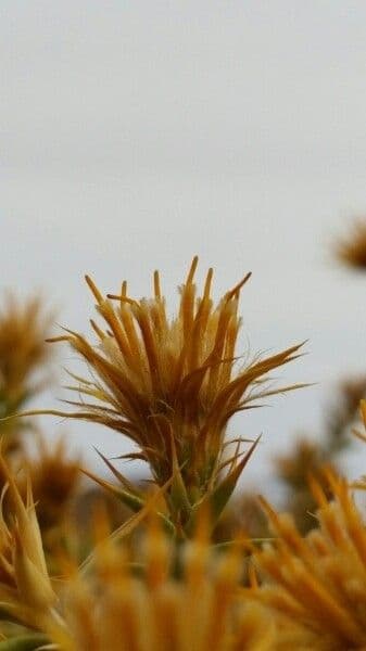Chuquiraga 2
