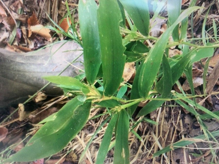 Riesenschilf 20
